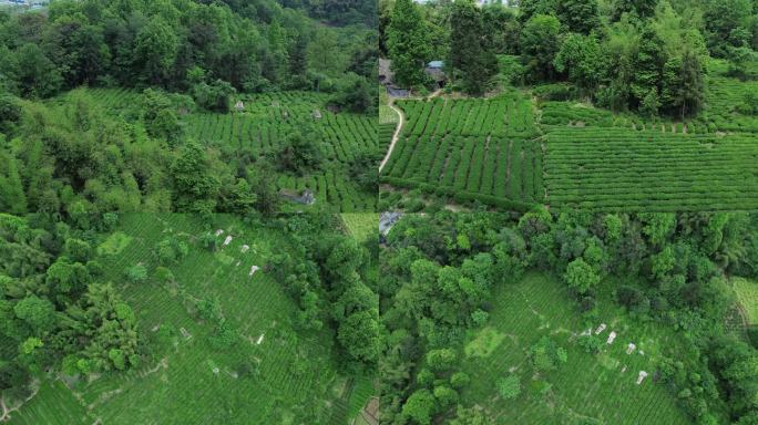 雅安市蒙顶山茶园航拍