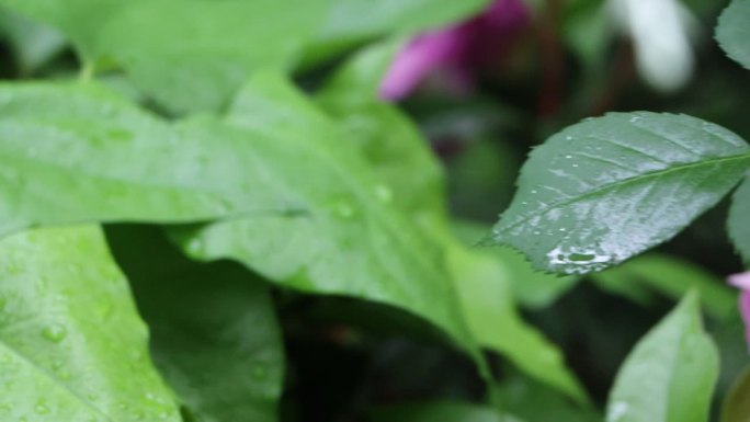 雨后的植物