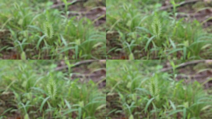 狗尾巴 野草 草地 草坪 农村 童年