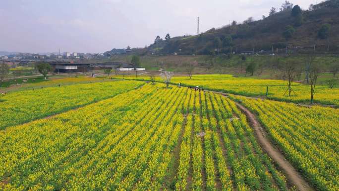 宜宾李庄油菜花航拍