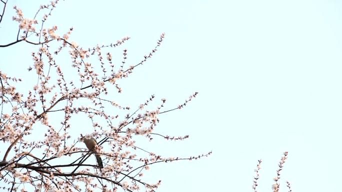 喜鹊桃花枝头