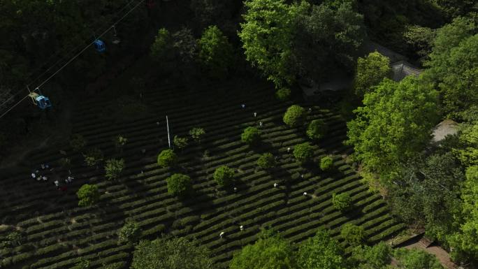 4k雅安 蒙顶山 生态茶园 索道 石像