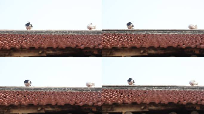 农村房上 落在屋顶上的鸽子