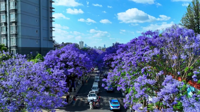 昆明教场中路蓝花楹