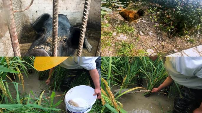 圈养黑猪 茶园散养鸡 稻田鱼抓鱼