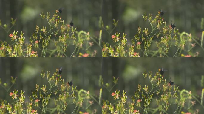 h两只蝴蝶振动翅膀吸食花蜜