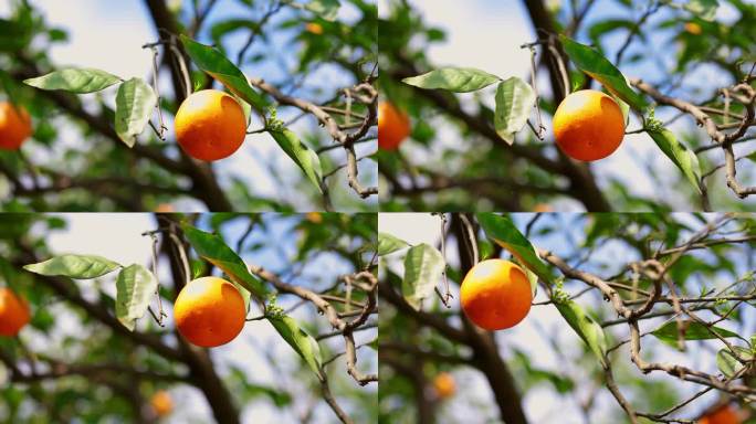 脐橙血橙柑橘特写挂枝