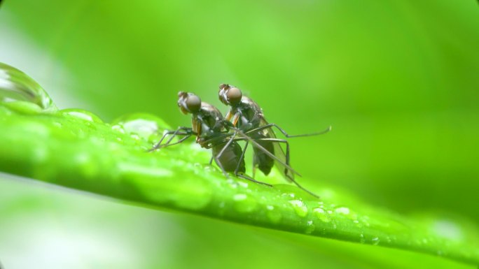 4k高清微距昆虫科学教育宣传