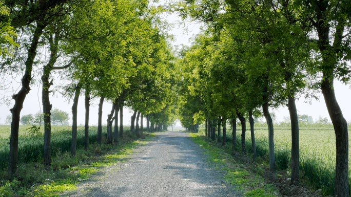 乡村小路 林荫小道