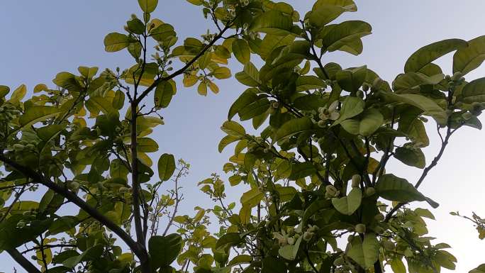 4K实拍柚子花 橘子花 柑橘花 橙子花