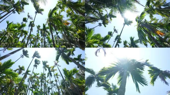 海南槟榔树大气空镜