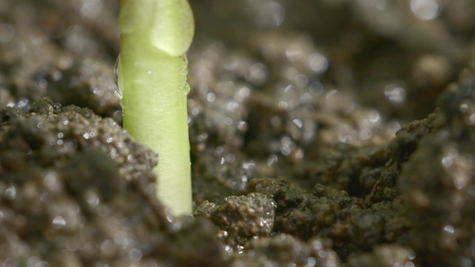 玉米苗 培育发芽植物生长新生命