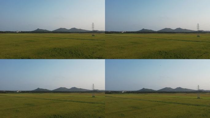 【4K】海南水稻田