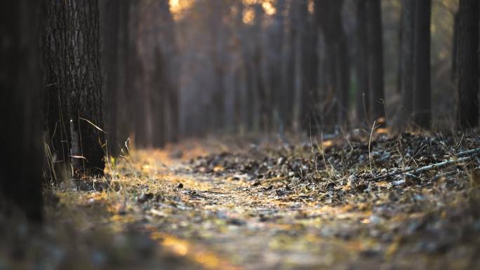 秋天阳光穿过荒凉的树林小路空境