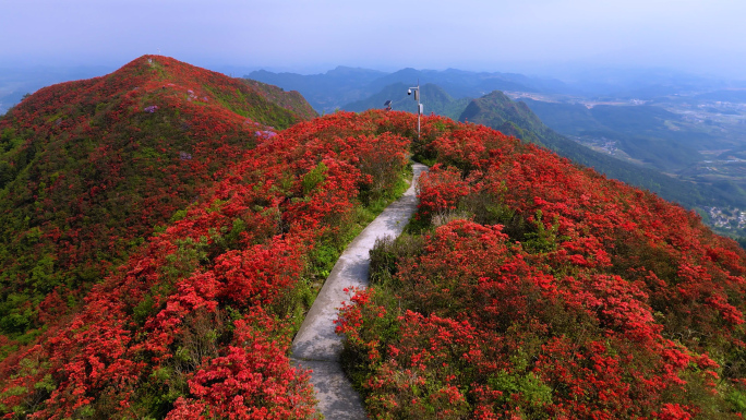 贵州丹寨百里杜鹃映山红花海4K航拍