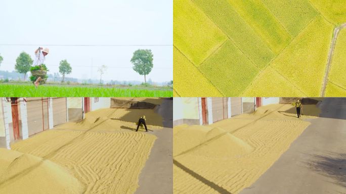 水稻 稻子