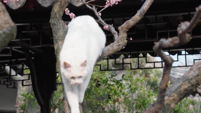 怡园梅花玉兰绣球猫咪