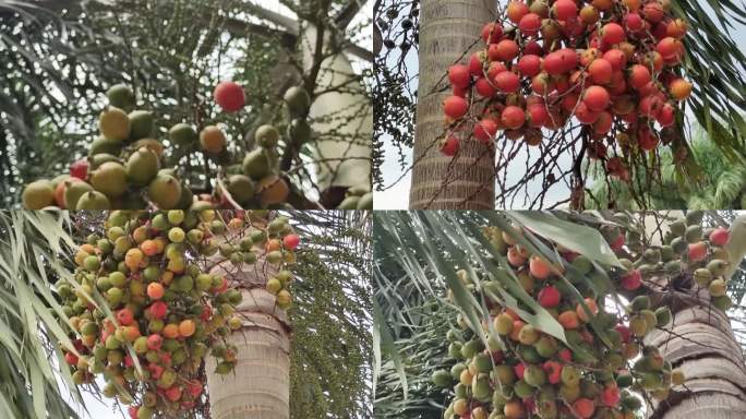 狐尾椰子观赏植物植物狐尾椰子成熟野果