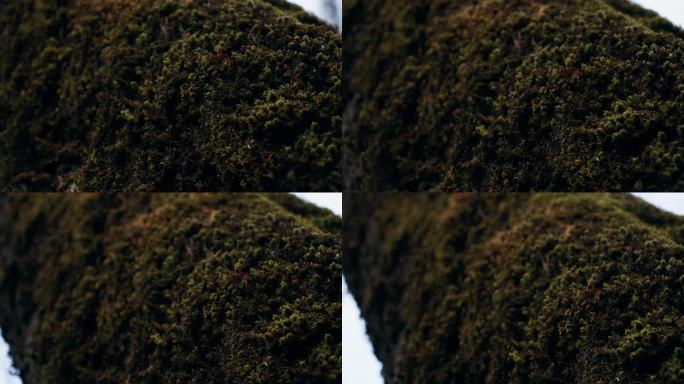 实拍植物树木青苔神秘感空镜升格3