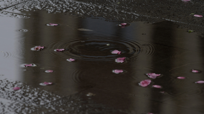 失落情绪下雨，地面积水 落花，水面花瓣