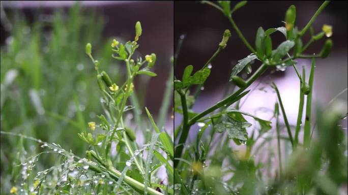 雨后的植物