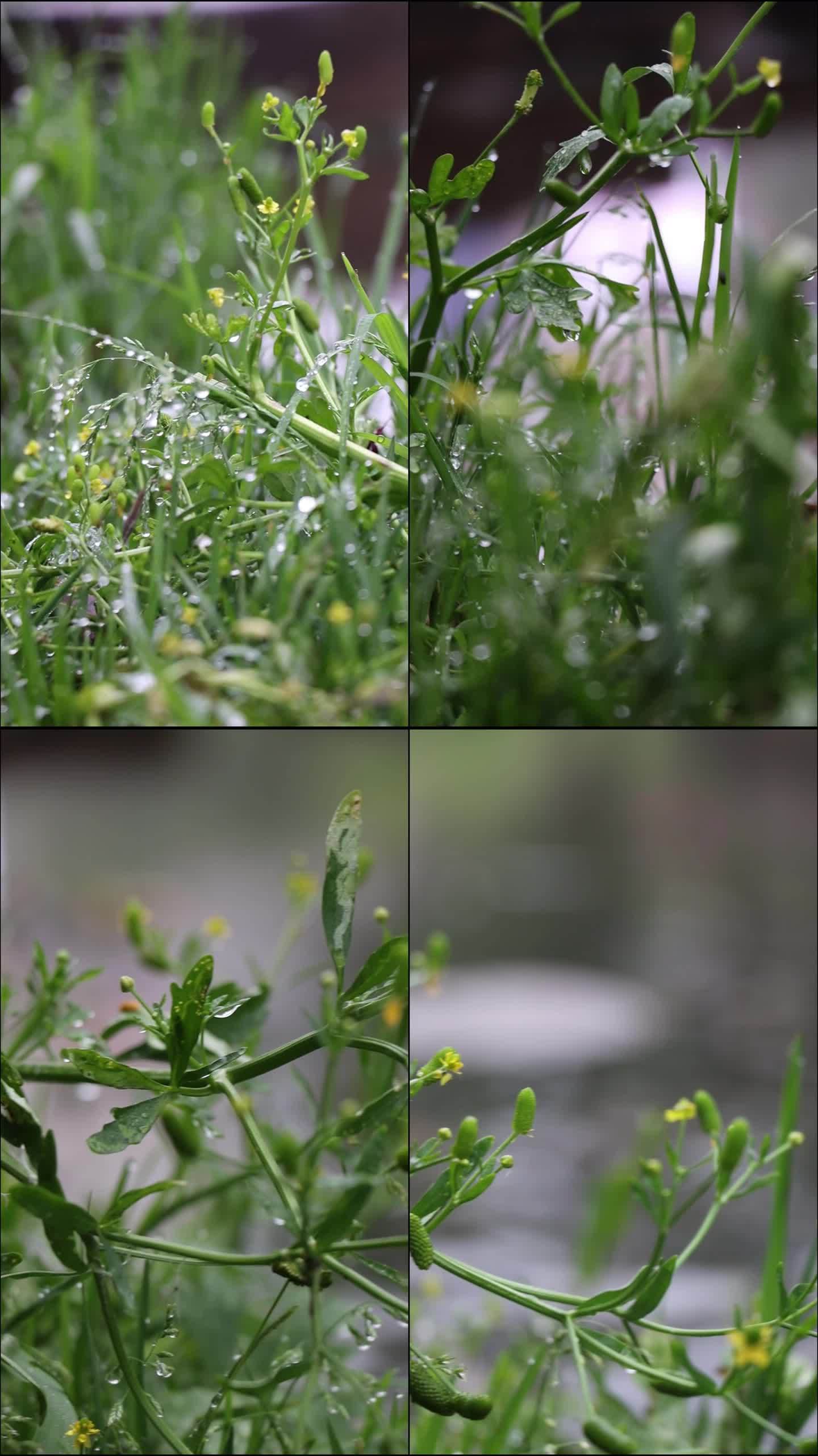 雨后的植物