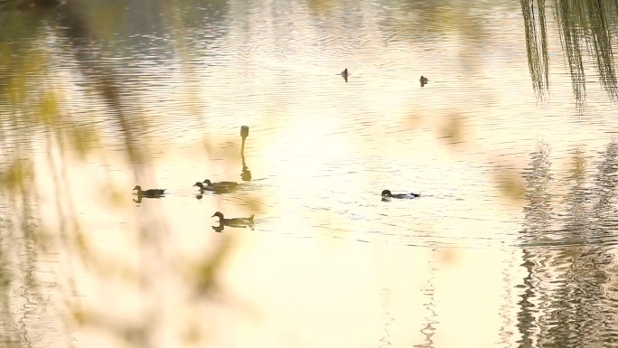 夕阳垂柳水面野鸭