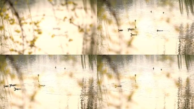 夕阳垂柳水面野鸭
