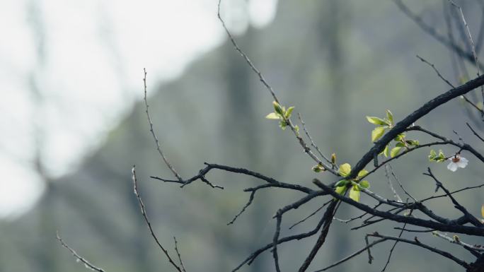 树枝发芽