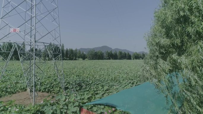 农田荷花池航拍