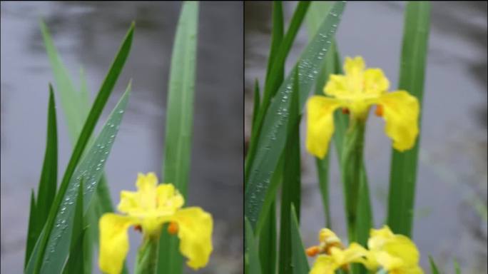 雨后的植物