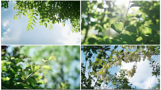 夏天阳光穿过树叶光影清新空镜