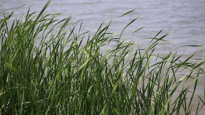 风吹河边的蒲草与水波荡漾