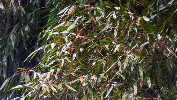 蜀南竹海 春天风雨中的竹子竹叶