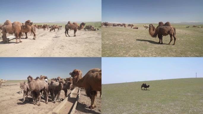 新疆双驼峰骆驼草原隔壁骆驼