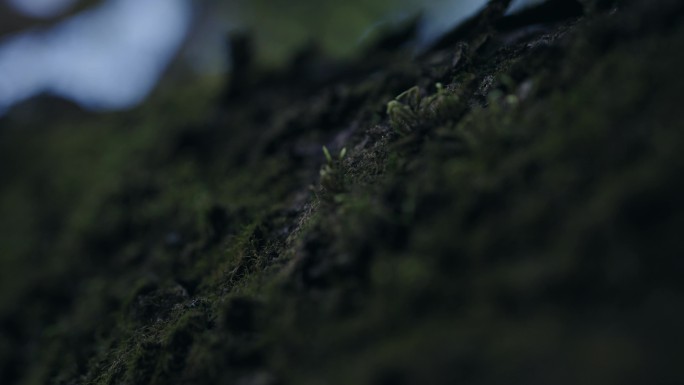 实拍植物树木青苔神秘感空镜升格2