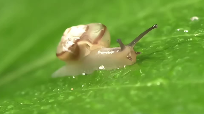 蕨类叶子上的蜗牛治愈动物
