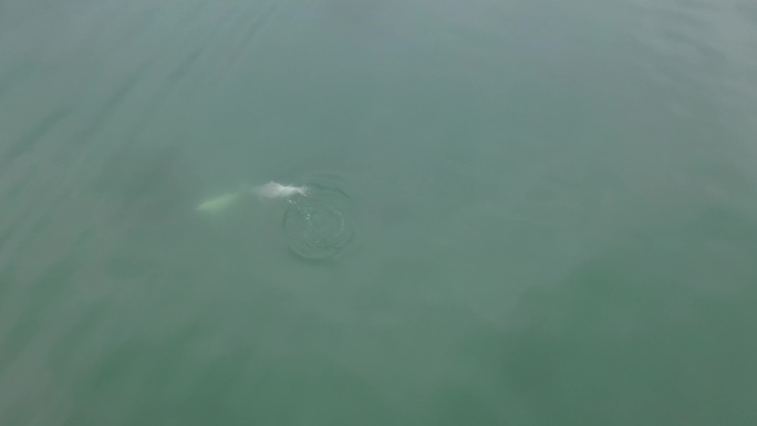 中华白海豚 三娘湾海豚航拍1