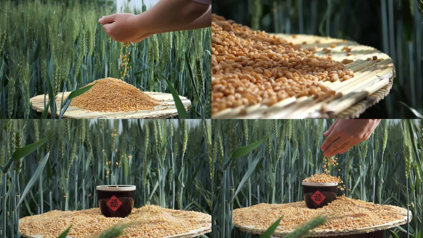 小麦麦田丰收节