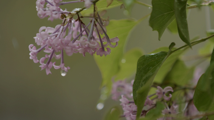 春天谷雨雨水，春雨，丁香花，雨滴空镜