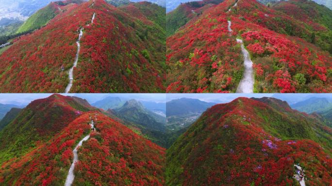 贵州丹寨百里杜鹃映山红花海4K航拍