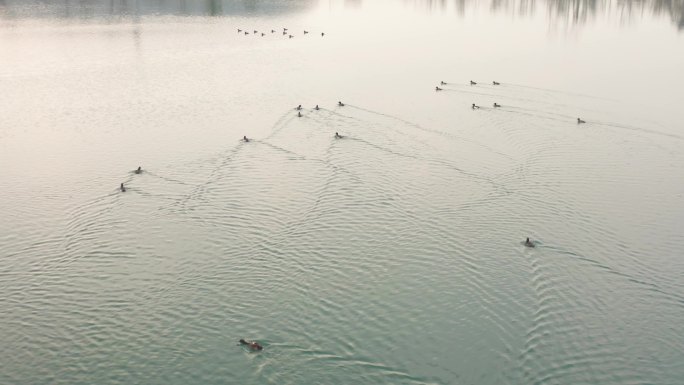 航拍生态湖中的野鸭