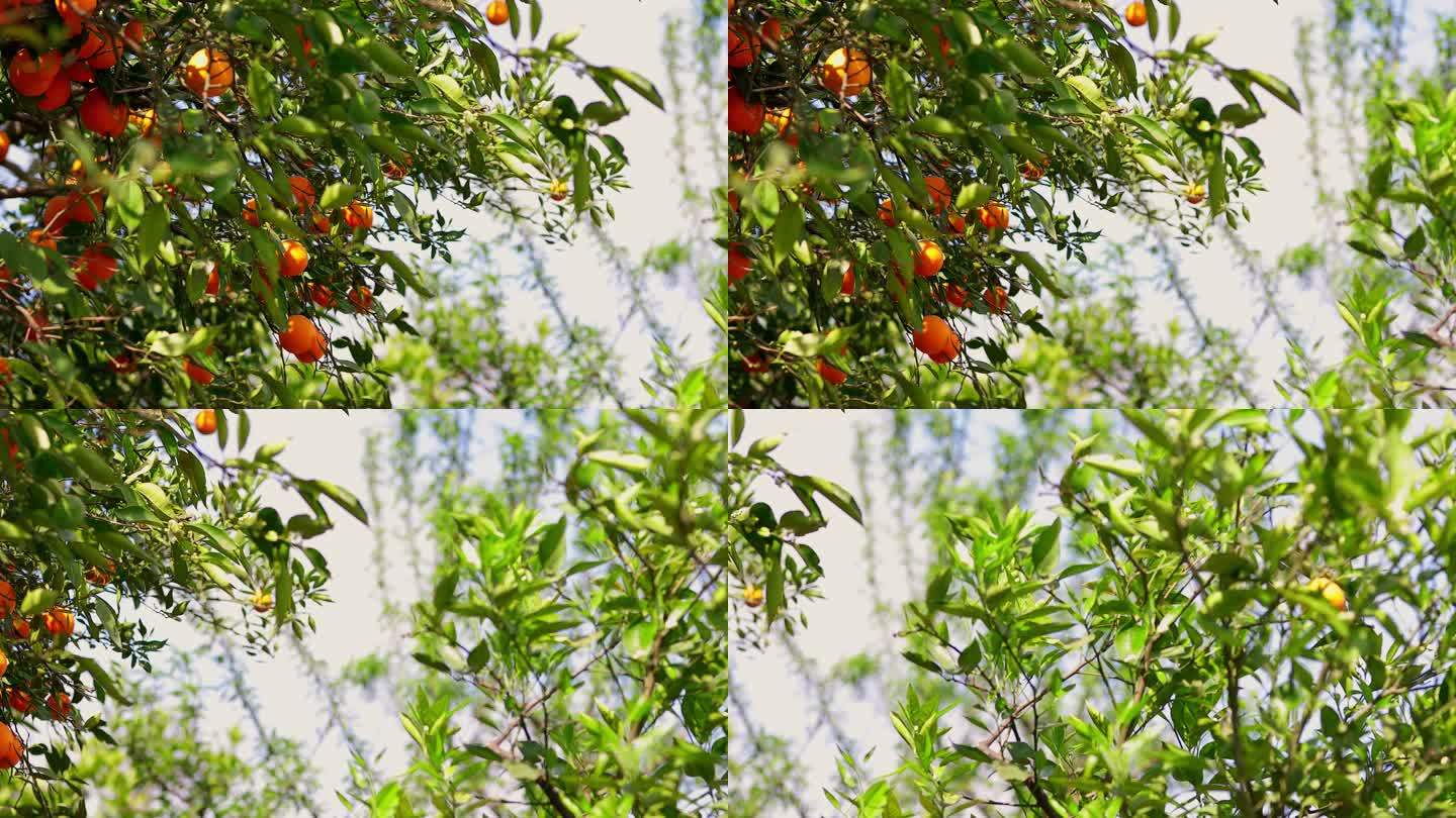 春天的果园脐橙果林
