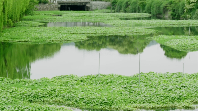 水葫芦泛滥