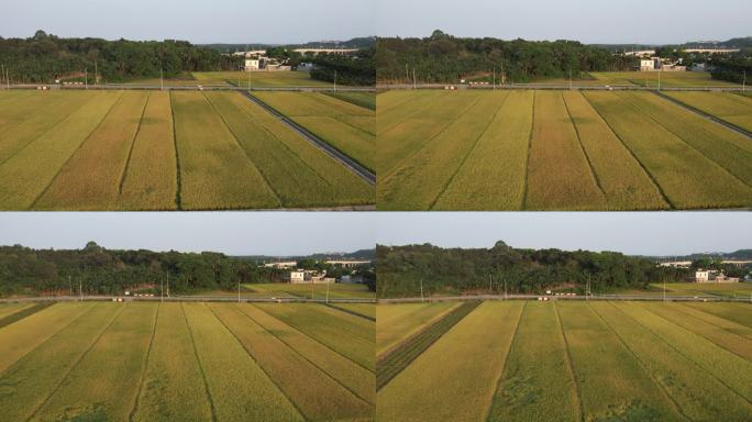 【4K】海南乡村农田水稻种植丰收