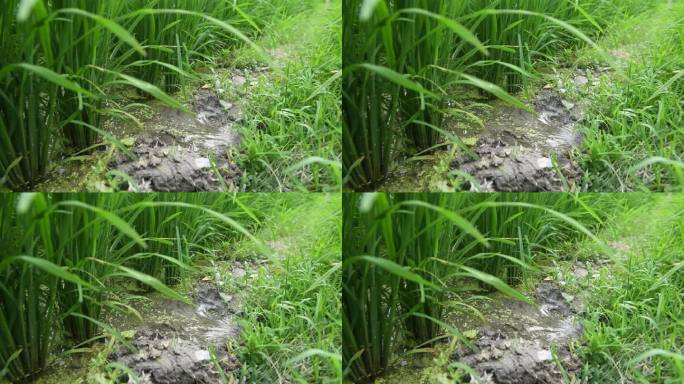 水稻田灌溉