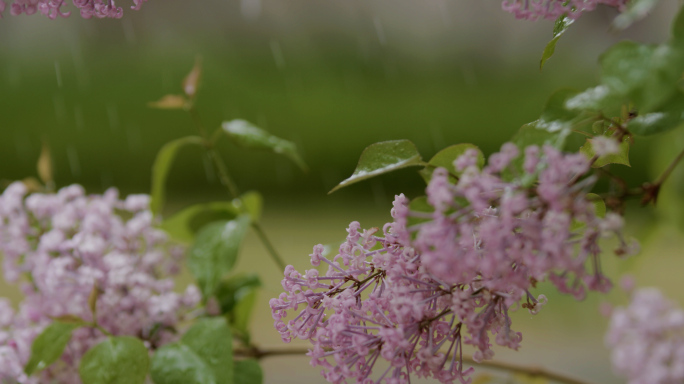 细雨绵绵空镜头，雨水，丁香花，春雨，清明