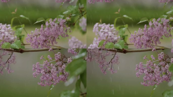 细雨绵绵空镜头，雨水，丁香花，春雨，清明