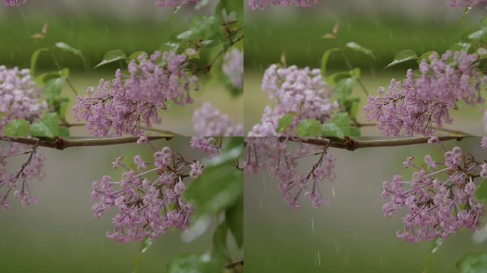 谷雨下雨空镜头，雨水，丁香花，春雨，清明