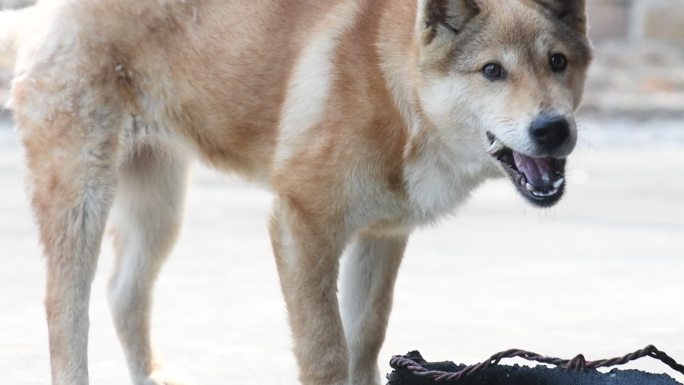 黄色的中华田园犬吃东西